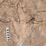 دانشمندان ۱۶ هزار ردپای دایناسور را در بولیوی ثبت کردند