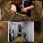 رئیس سازمان جهاد کشاورزی استان خبر داد:
شهرستان لنگرود قطب تولید نیشکر است