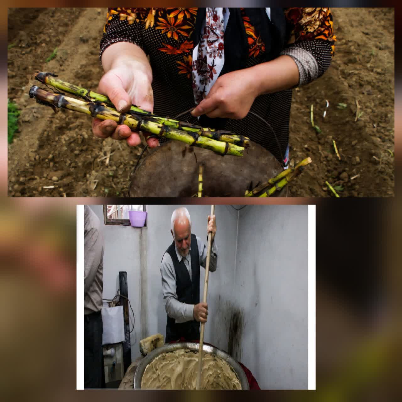 رئیس سازمان جهاد کشاورزی استان خبر داد:شهرستان لنگرود قطب تولید نیشکر است رئیس سازمان جهاد کشاورزی استان خبر داد:شهرستان لنگرود قطب تولید نیشکر است