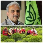 رئیس سازمان چای کشور:رشد چشمگیر صادرات چای ایران؛ بازار داخلی و خارجی تقویت شد