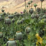 زمان کشت گیاهان مخدر پایه در ایران اعلام شد/ پیشنهاد کشت شقایق الیفرا و شاهدانه به رئیسجمهور