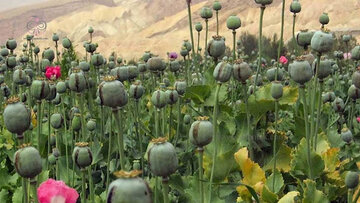 زمان کشت گیاهان مخدر پایه در ایران اعلام شد/ پیشنهاد کشت شقایق الیفرا و شاهدانه به رئیسجمهور