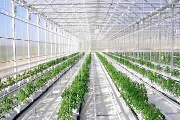 زنجان به‌سوی قطب تولید گلخانه‌ای ایران حرکت می‌کند