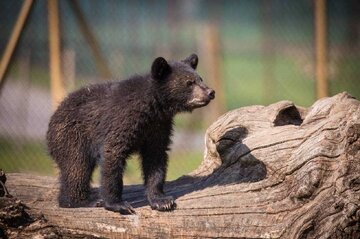 سرنوشت توله خرس گمشده پردیسان/ ضعف از ما بود که دوربینگذاریها دقیق نبود