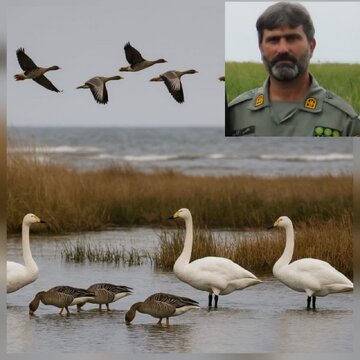 سرپرست اداره پارک ملی خشکی–دریایی بوجاق:
آغاز فصل زمستانگذرانی پرندگان در تالابهای گیلان