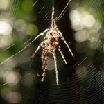 عنکبوت واقعی کدام است؟ / پاسخ شما را شگفتزده میکند