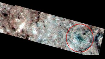 عنکبوتی غولپیکر در «اروپا» دیده شد/ عکس