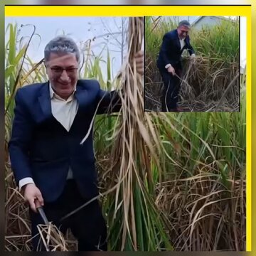 فرماندار صومعه سرا :آغاز برداشت نیشکر