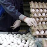 فروش تخممرغ به بالاتر از این قیمت تخلف است/ خریداران بخوانند