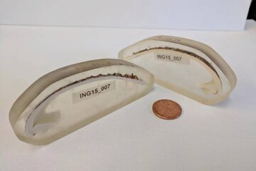 قدیمیترین جانور منفرد دنیا که ۵۰۷ سال عمر کرد