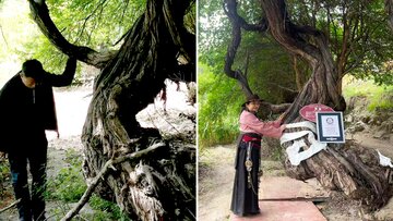 قدیمیترین درخت انگور جهان/ عکس