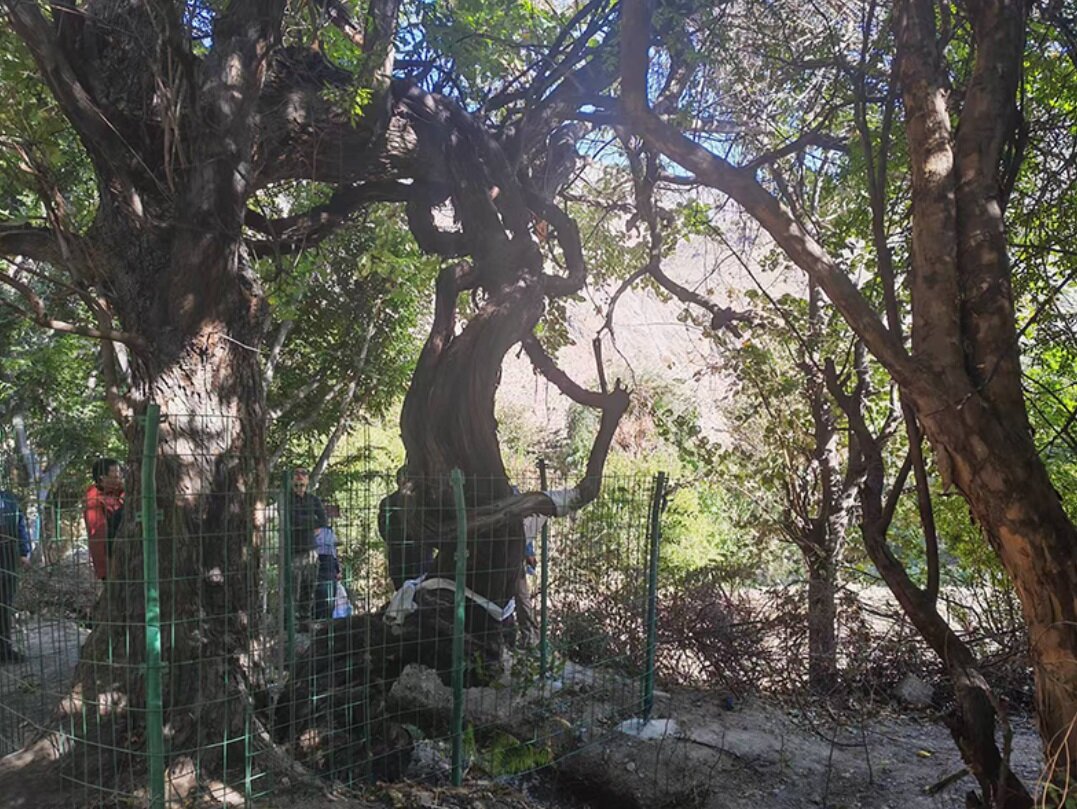 قدیمیترین درخت انگور جهان/ عکس