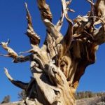 قدیمیترین موجود زنده زمین که توسط انسان از بین رفت