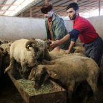 قیمت جدید دامزنده ۲۶ آذرماه ۱۴۰۴ اعلام شد/ قیمت گوساله و گوسفند چه تغییری کرد؟ + جدول