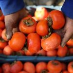 ماجرای ترسناک «خرمالو» در اتاق‌های عمل مشهد