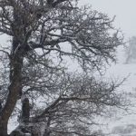 مدیرکل هواشناسی گیلان:هوای گیلان تا ۱۲ درجه سردتر می شود