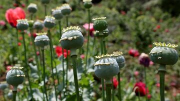 مطالعهای که در رسانههای خارجی خبرساز شد/ مصریان باستان هم تریاکی بودند