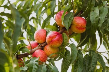 نیازی به چیدن نیست / برگ درخت زمان رسیدن میوه را نشان میدهد