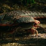 هزارپای غولپیکر ۳ متری، هیولایی به اندازه یک خودرو