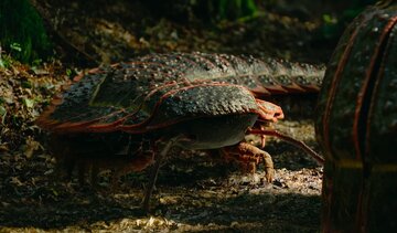 هزارپای غولپیکر ۳ متری، هیولایی به اندازه یک خودرو