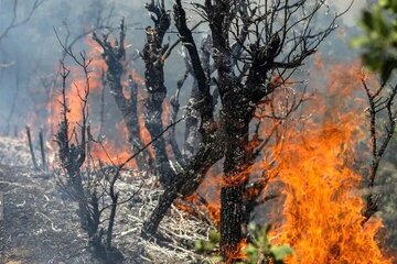 واکنش محیط‌ زیست درباره جنگل‌های الیت: هنوز درگیر آتش هستیم/ میزان خسارت درختان سوخته، حدود ۲۰ درصد است/ وسعت حریق بین ۱۵۰ تا ۱۸۰ هکتار برآورد می‌شود