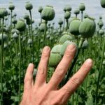 واکنش مقام سازمان غذا و دارو به درخواست رئیس این سازمان از طالبان برای خرید تریاک مکشوفه