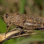 پایش سالانه ۱۲۰هزار هکتار از اراضی قزوین برای مهار طغیان ملخ‌ها