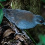 پرنده گمشده پس از ۲۰۰ سال به گالاپاگوس برگشت