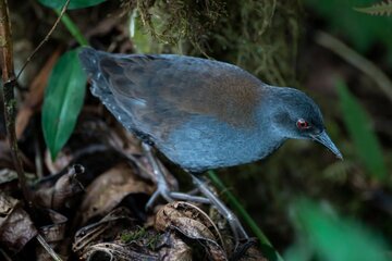 پرنده گمشده پس از ۲۰۰ سال به گالاپاگوس برگشت