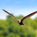 پرندهای که میتواند ۱۰ ماه بدون توقف در آسمان باقی بماند