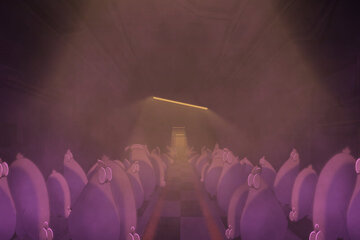 پشهای که زندگی مرغها را نجات میدهد/ بودجه مورد نیاز ۵۰۰ میلیون، پرداختی ۷۰ میلیون!