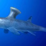 پیدا شدن کوسه باستانی در یک منطقه مسکونی /عکس