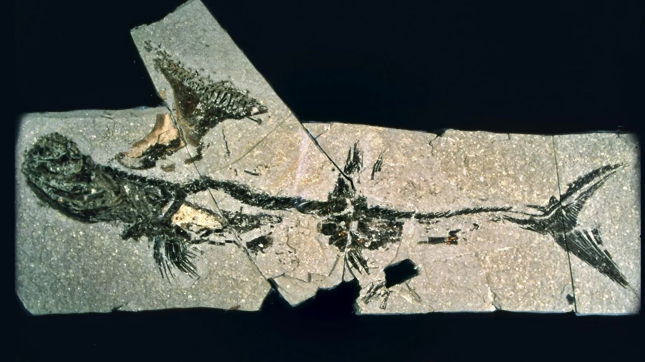 پیدا شدن کوسه باستانی در یک منطقه مسکونی /عکس