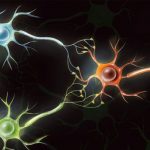 کامپیوترهای بیولوژیکی: تبدیل سلولهای مغزی انسان به کامپیوترهای کاربردی