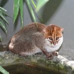 گربه کلهصاف، یکی از پنهانکارترین گونههای وحشی پس از ۳۰ سال در تایلند مشاهده شد