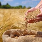 گندم به بالاترین سطح قیمتی رسید/ سیگنال تازه وارد بازار جهانی گندم شد