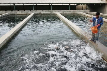 رشد ۲۰ درصدی تولید ماهی قزلآلا در آذربایجان شرقی