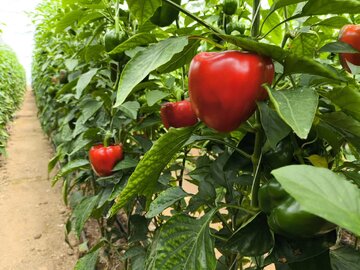 افتتاح گلخانه هفت هزار مترمربعی در آباده فارس