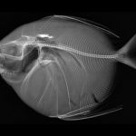 تنها ماهی خونگرم دنیا / با ماهماهی آشنا شوید