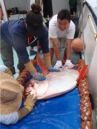 تنها ماهی خونگرم دنیا / با ماهماهی آشنا شوید