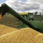 خبر مهم معاون وزیر جهادکشاورزی برای گندمکاران/ نرخ خرید تضمینی گندم مشخص شد