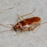 سوسک چطور بدون سر زنده میماند؟