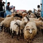 قیمت جدید دام زنده اعلام شد/ گوسفند و گوساله به شدت ارزان شد + جزییات