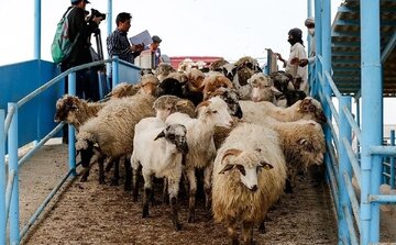 قیمت جدید دام زنده اعلام شد/ گوسفند و گوساله به شدت ارزان شد + جزییات