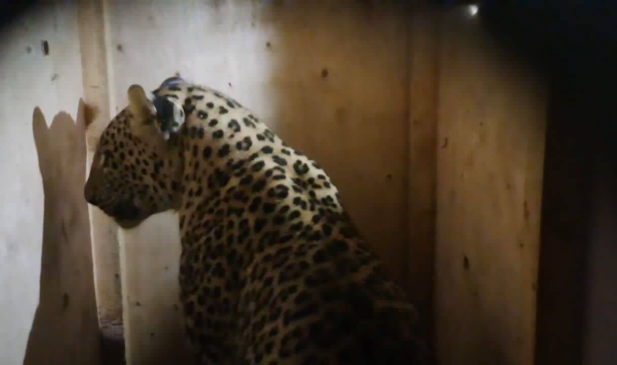 محیط زیست گیلان خبر داد:انتقال پلنگ ایرانی زندهگیریشده در ماسال به کلینیک تخصصی حیاتوحش تهران محیط زیست گیلان خبر داد:انتقال پلنگ ایرانی زندهگیریشده در ماسال به کلینیک تخصصی حیاتوحش تهران