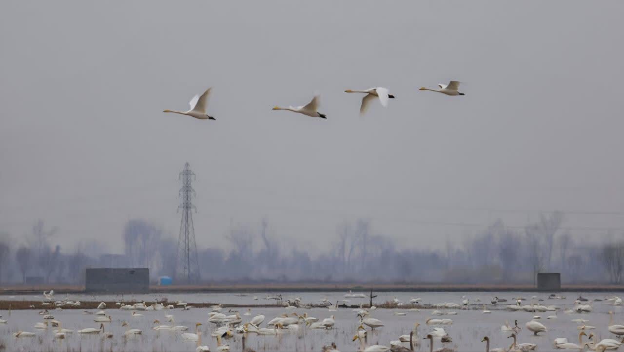 نجات و رهاسازی قوی گنگ گرفتار در تله صیادان غیرمجاز در تالاب بوجاق نجات و رهاسازی قوی گنگ گرفتار در تله صیادان غیرمجاز در تالاب بوجاق