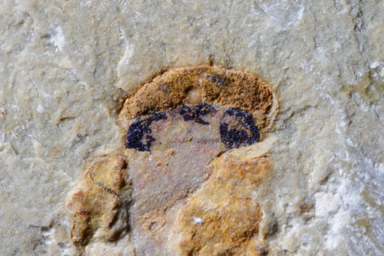 کشف شگفتانگیز: نیاکان مهرهداران ۵۱۸ میلیون سال پیش چهار چشم داشتهاند