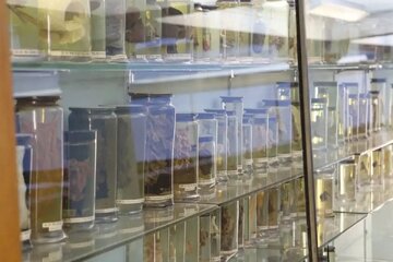 کشف قدیمیترین ویروس سرماخوردگی جهان در ریههای زن ۳۰۰ ساله