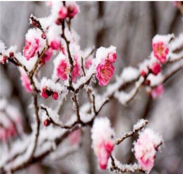 گرمای کمسابقه هوا، در یکی از سردترین استانهای کشور!