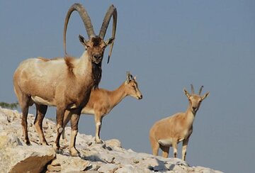 ۵۵ نمونه از حیات وحش اردبیل به بانک ژن ارسال شد